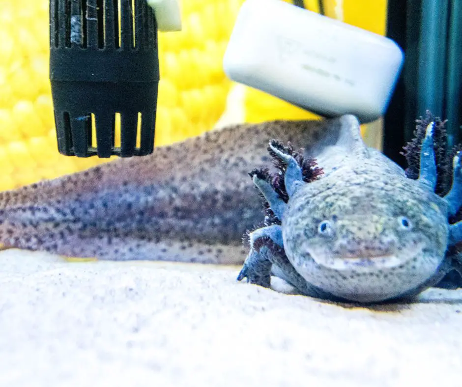 Axolotl is lying in a tank full of equipment