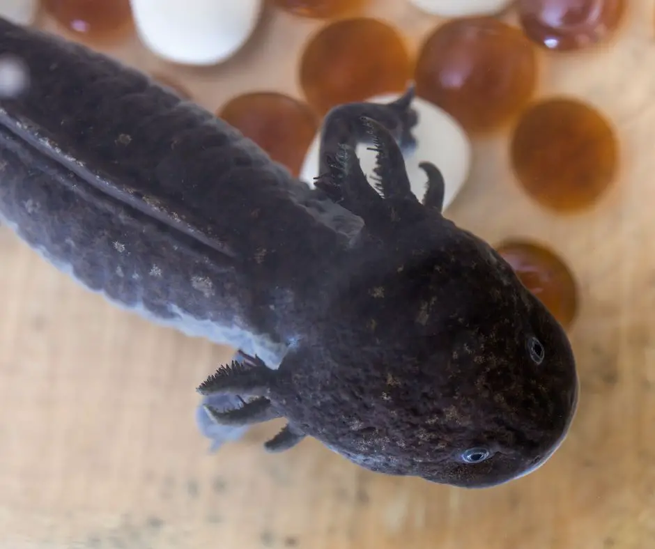 Axolotl is lying in the tank