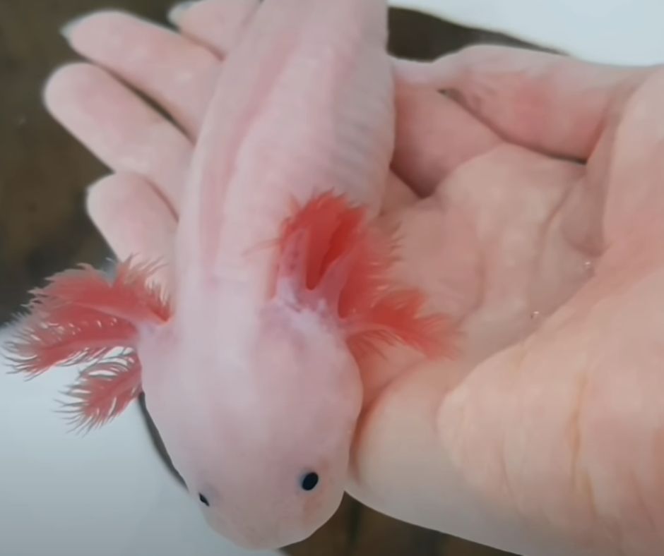 Axolotl is lying on the hand