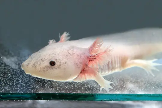 Axolotl is lying on the salt tank