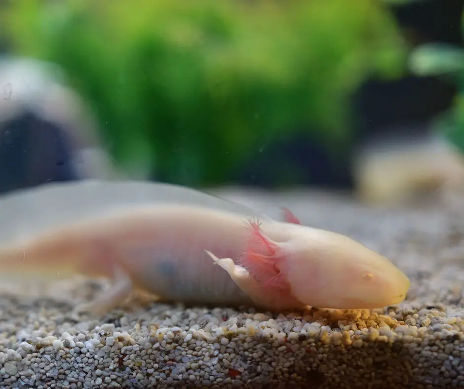 Axolotl is lying on the substrate of the tank