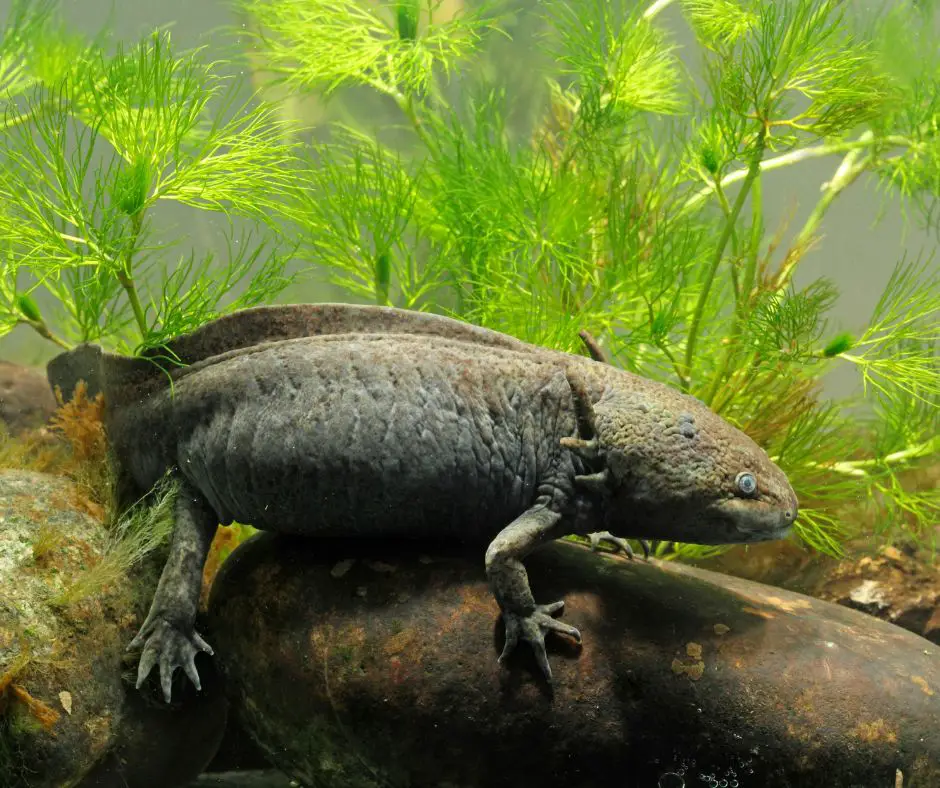 Axolotl is standing on a large pebble
