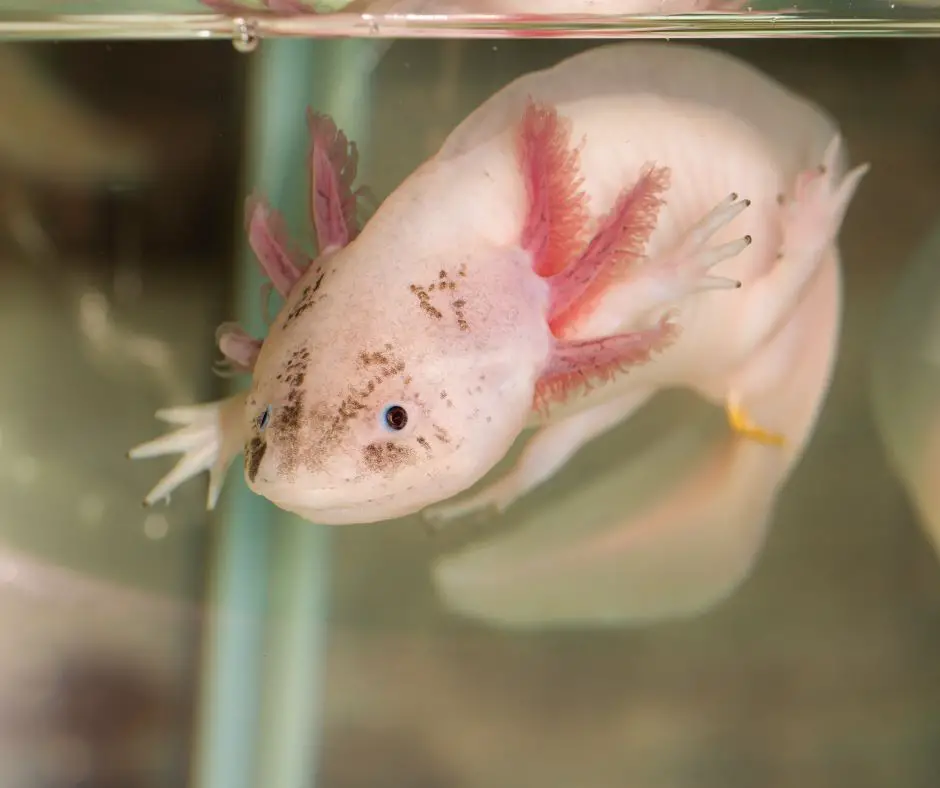 Axolotl is swimming