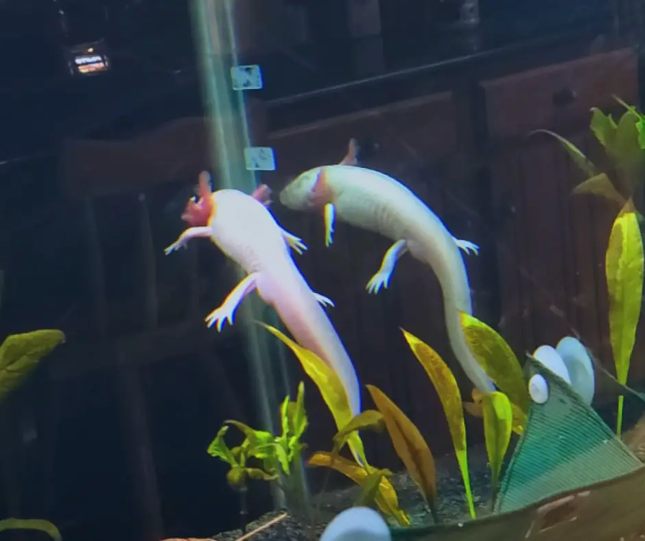 Axolotl is swimming around the tank