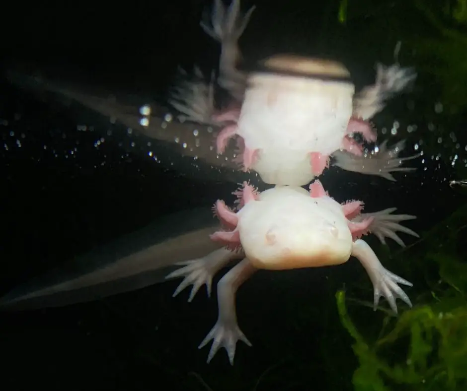 Axolotl is swimming close to the surface of the tank