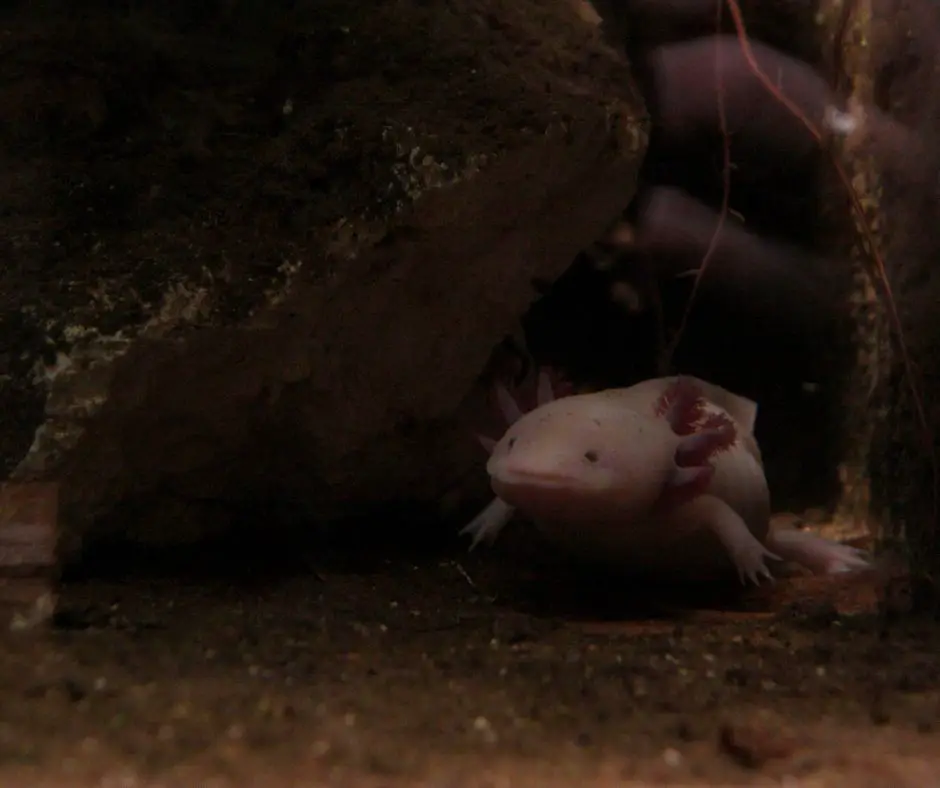 Axolotls are mostly active during the night