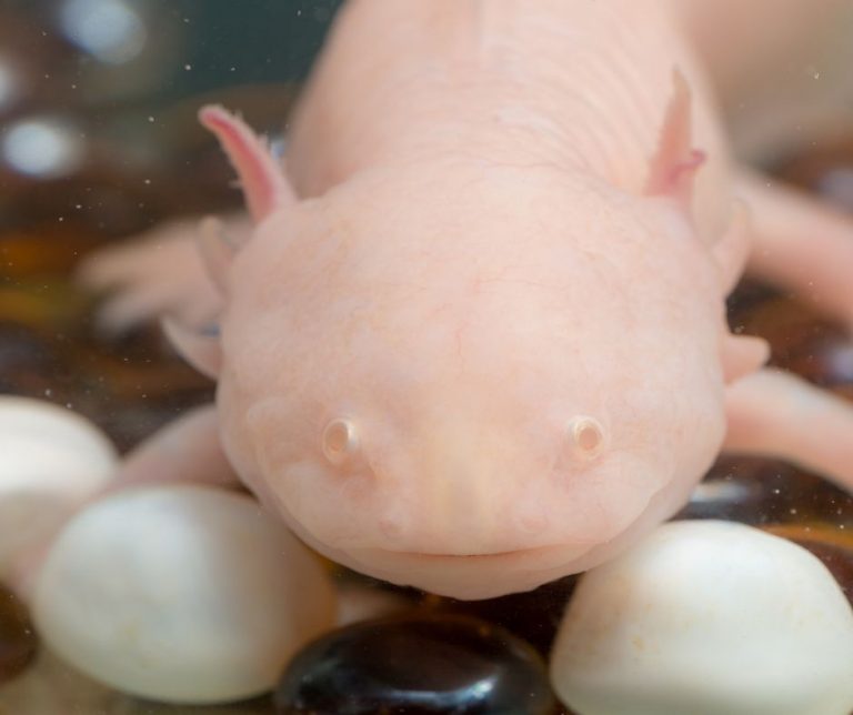 How To Give Axolotl Salt Bath