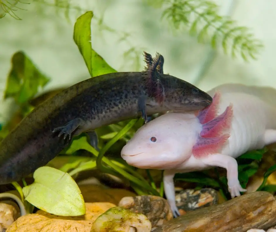 Axolotls live together