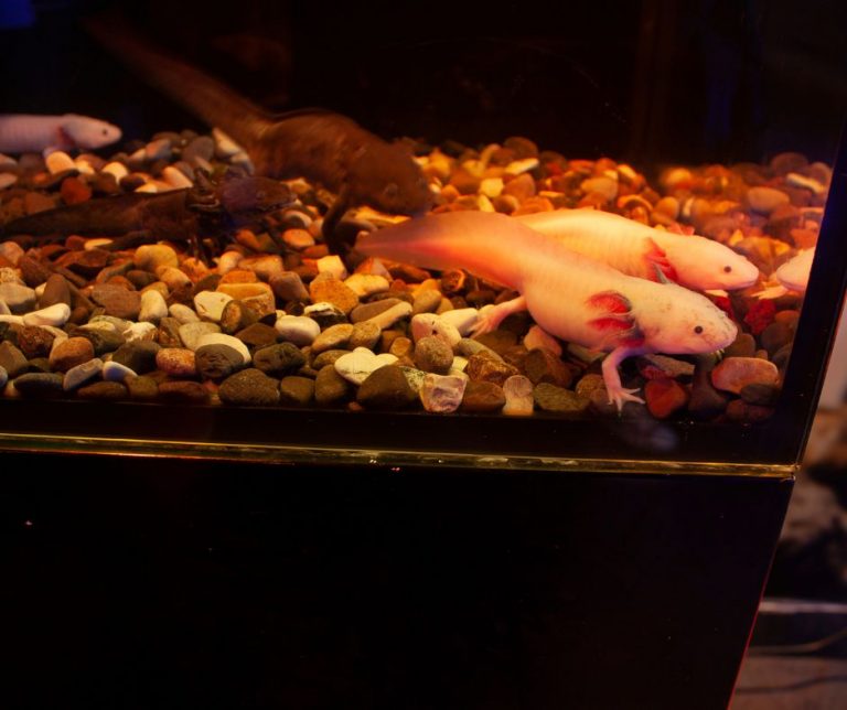 Axolotl Tank Size