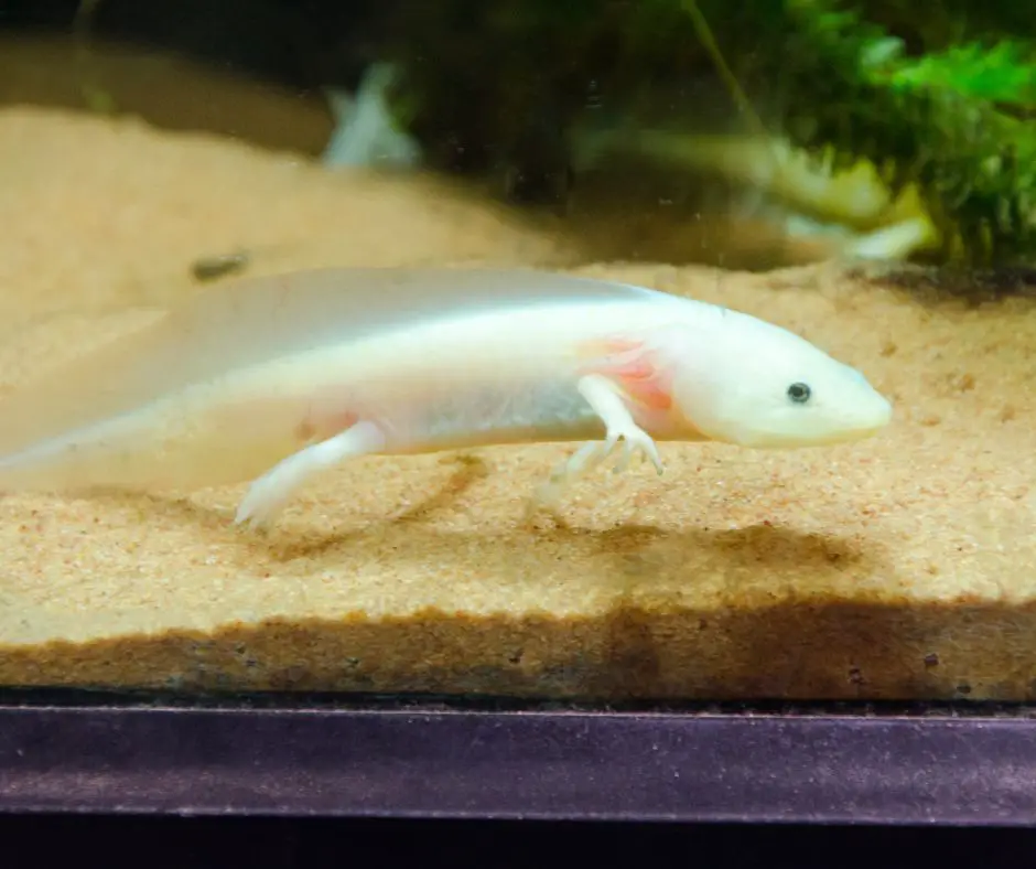 Baby axolotl is swimming in the tank