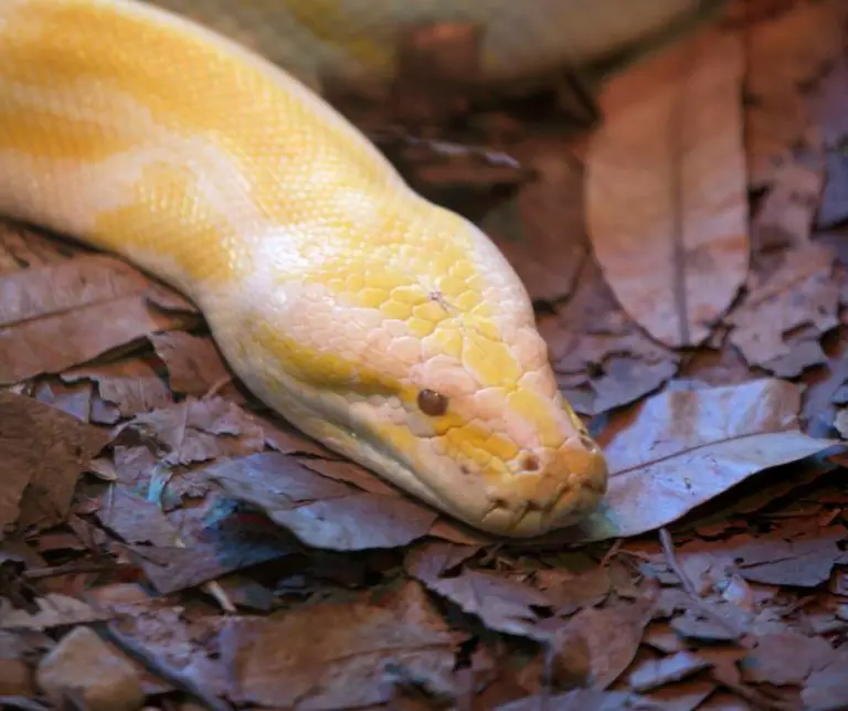 What Does Ball Python Poop Look Like? (Vet Answer)