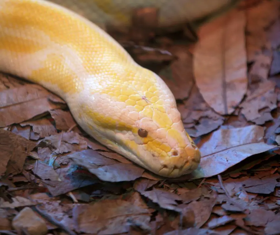 Ball python is lying on dry leaves