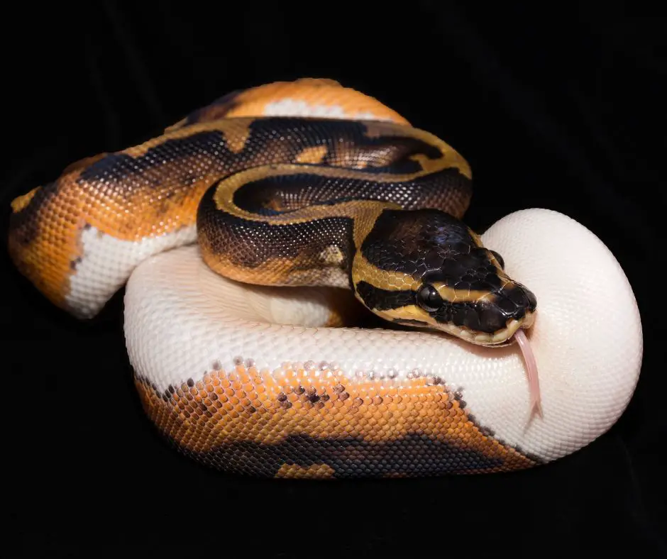 Ball python is sticking out its tongue with a black background