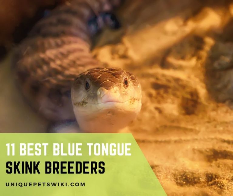 11 Blue Tongue Skink Breeders in USA to Buy Your First Skink