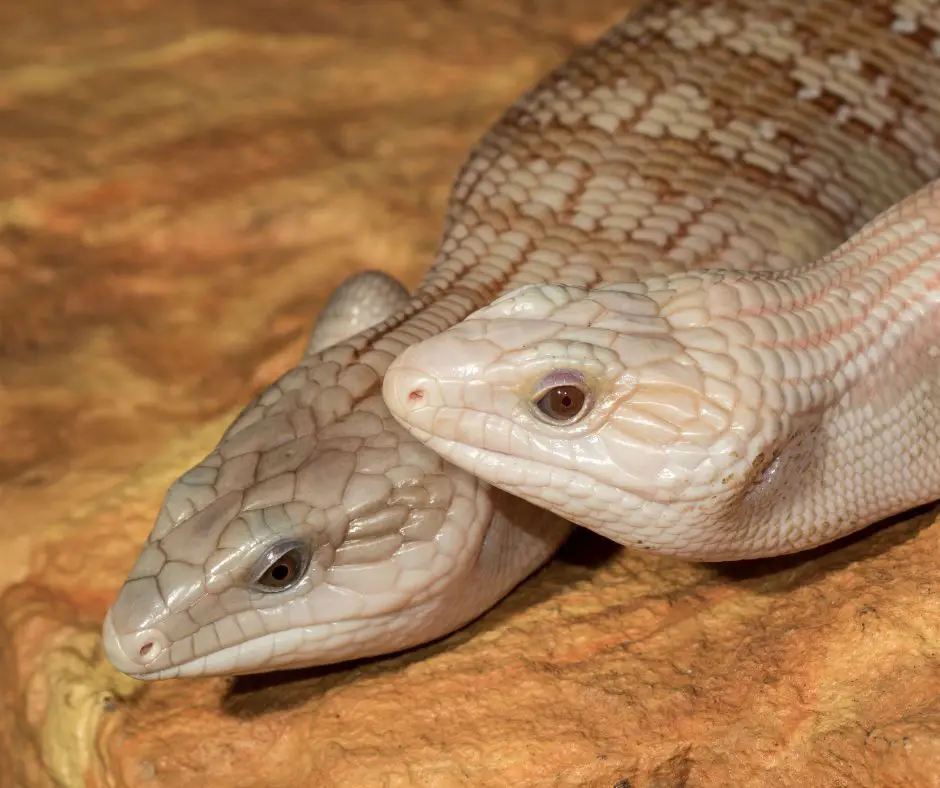 Blue Tongue Skink couple is standing on the rock