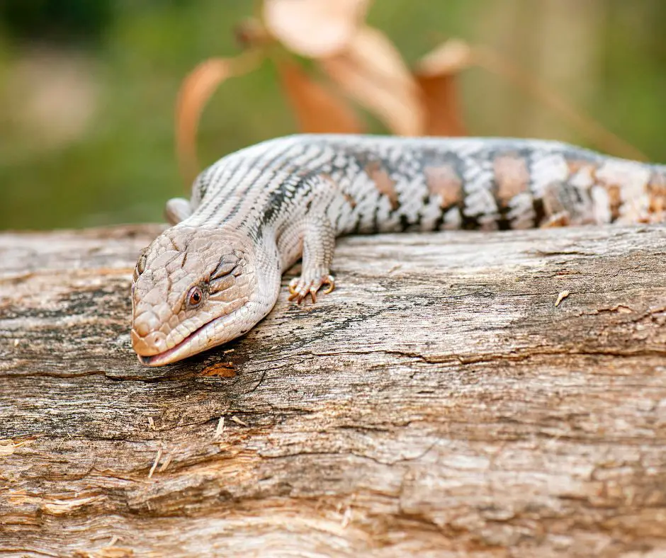 Blue Tongue Skink is lying on the wood