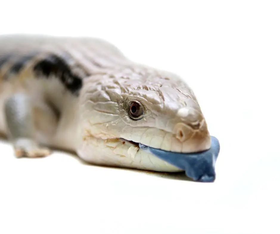 Blue Tongue Skink is lying with white background