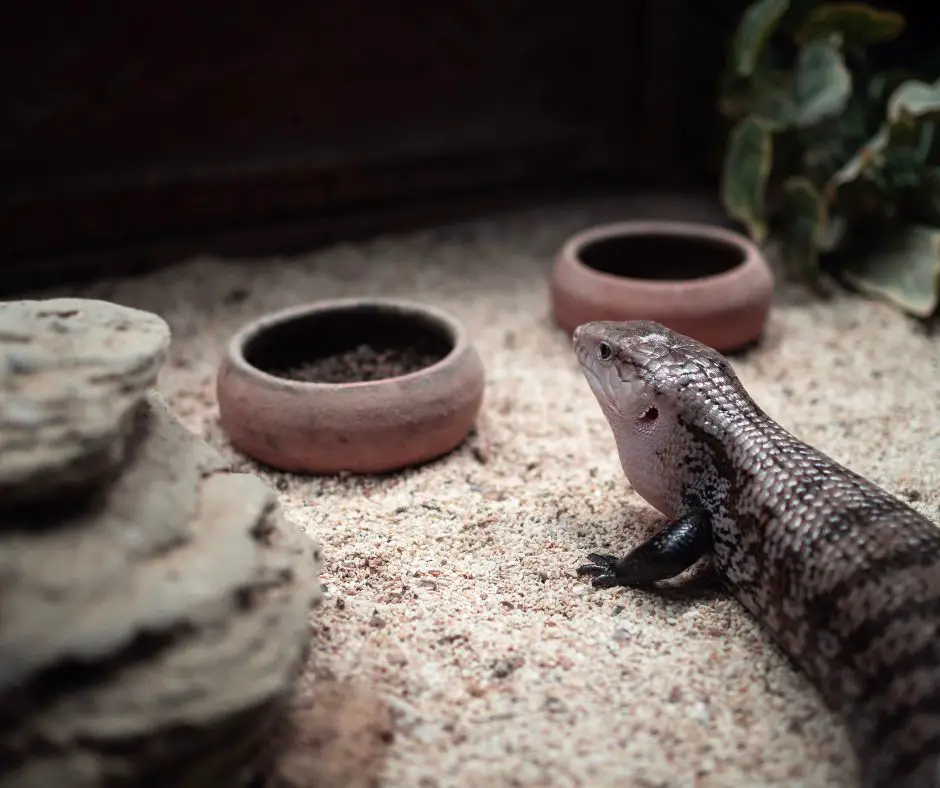 Blue Tongue Skink is standing in front of food and drink bowls