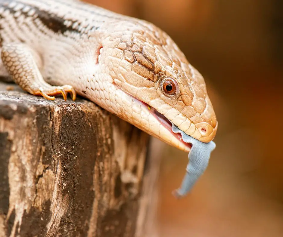 Blue Tongue Skink is standing on the steps and sticking out his tongue
