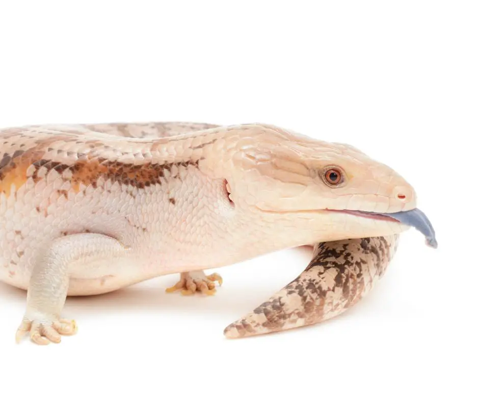 Blue Tongue Skink is sticking out its tongue