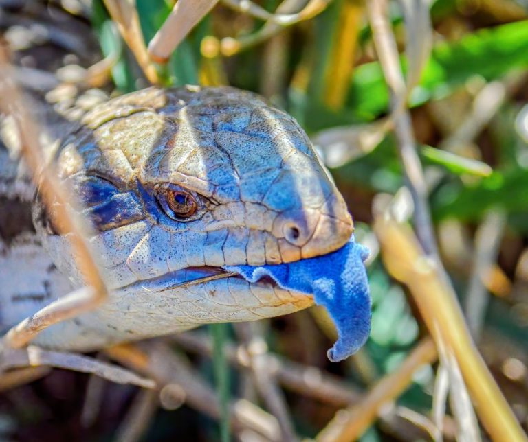 11 Blue Tongue Skink Breeders in USA to Buy Your First Skink
