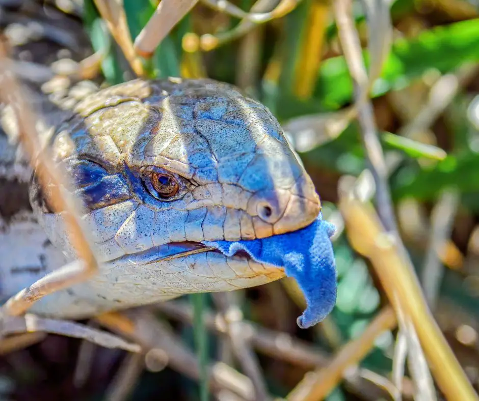 Blue Tongue Skink with tongue out