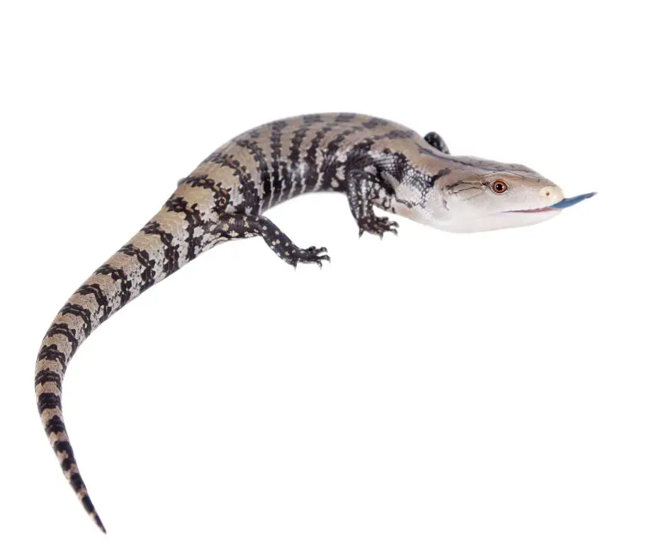 Blue Tongue Skink with white background