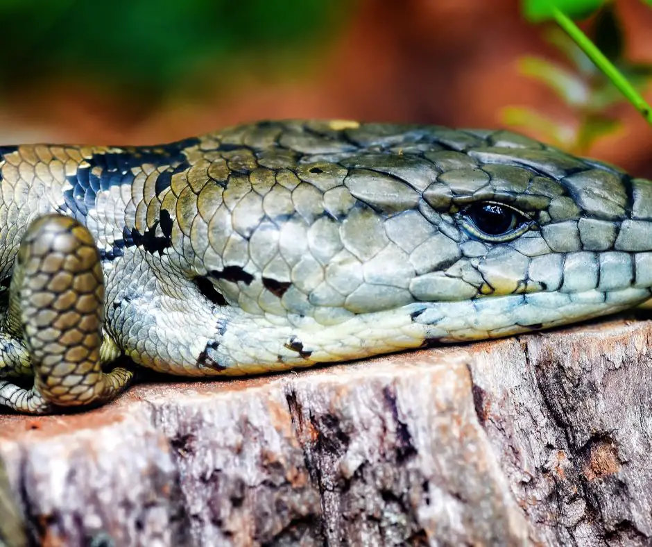 Blue tongue skink on a log