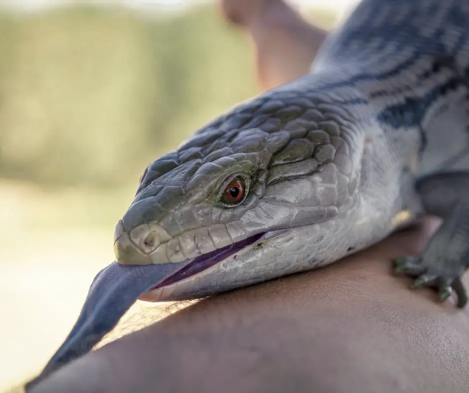 Blue-tongued skink in hand