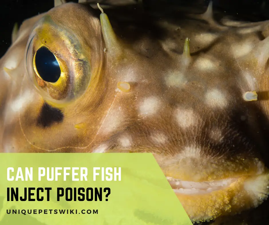Can Puffer Fish Inject Poison