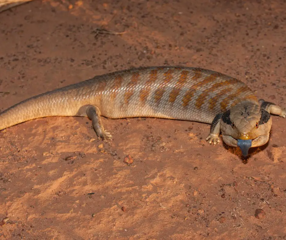 Centralian Blue-tongue Lizard on sand