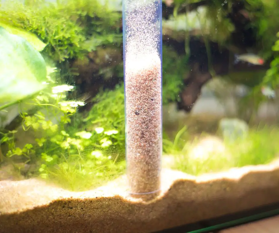 Cleaning the tank with a Vacuum Gravel Cleaner