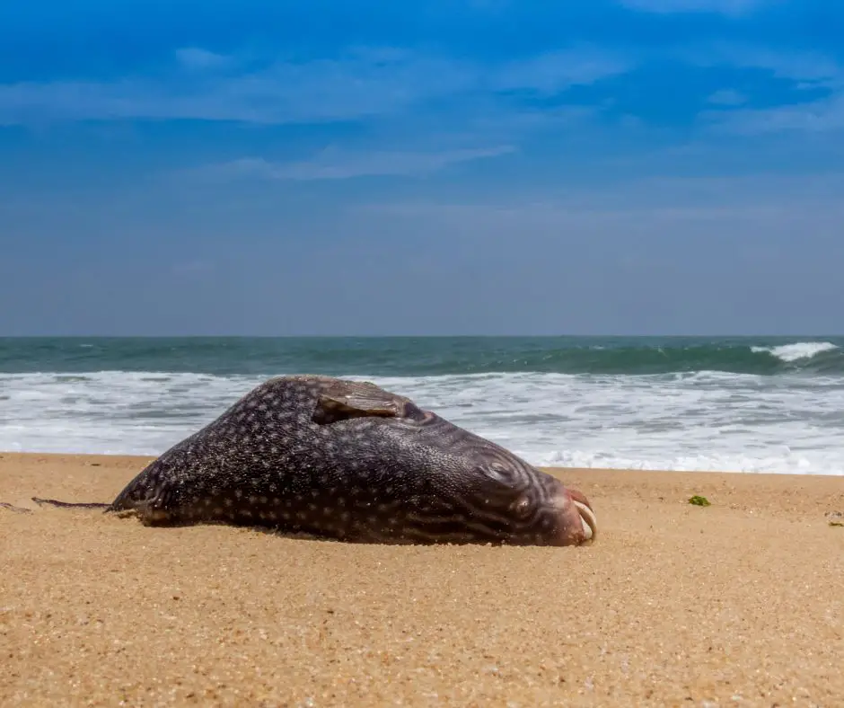 Dead pufferfish on a beach