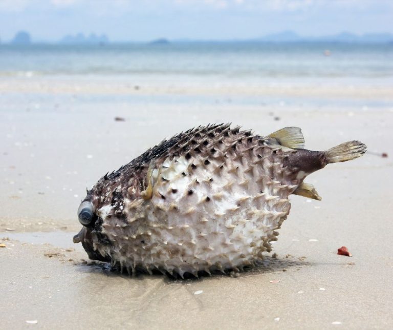 Are Dead Puffer Fish Poisonous to Dogs?