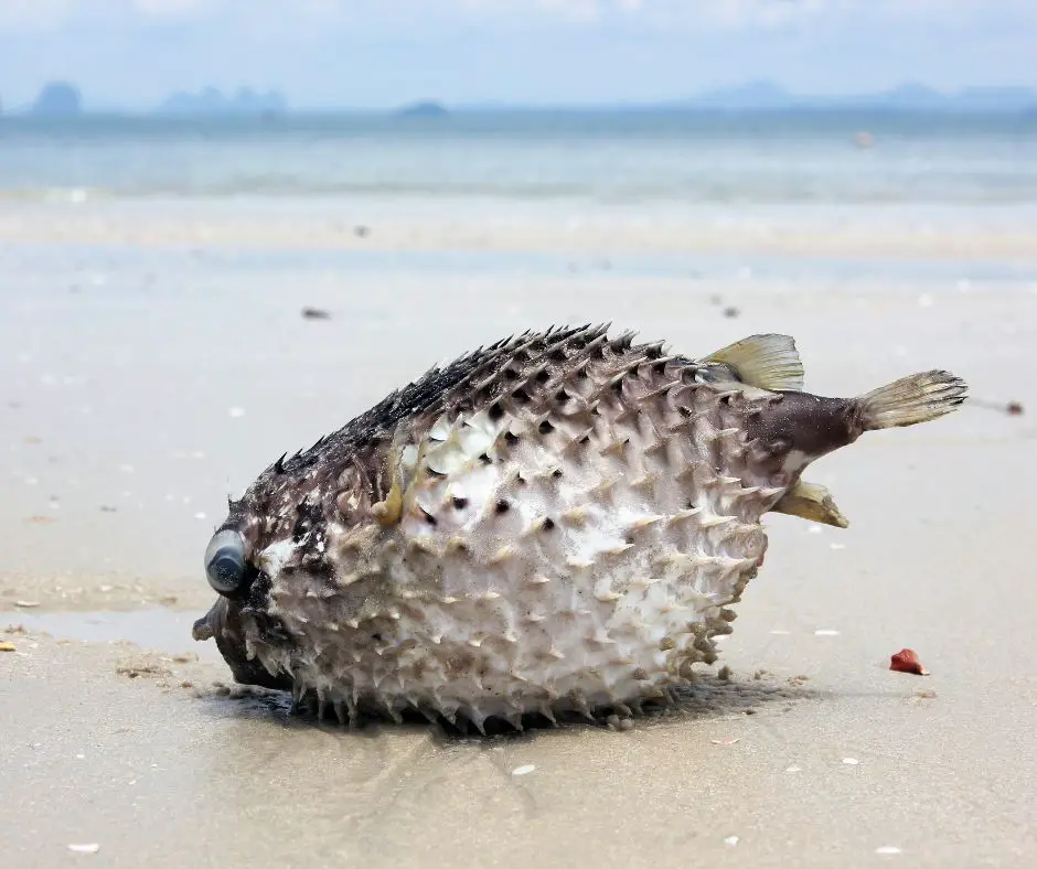 Dead pufferfish on a beach 