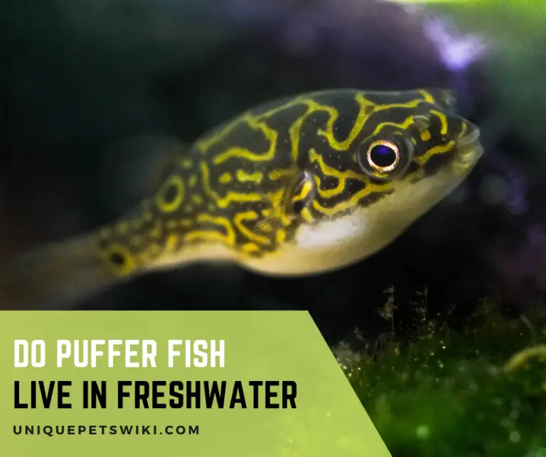 Do Puffer Fish Live In Freshwater?