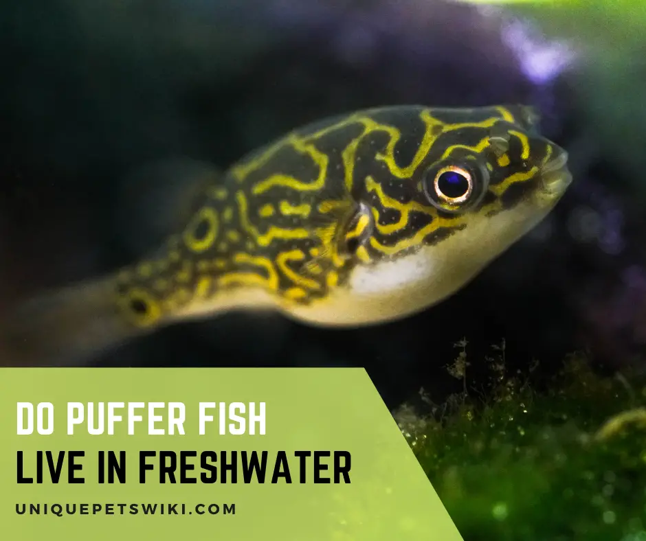 Do Puffer Fish Live In Freshwater