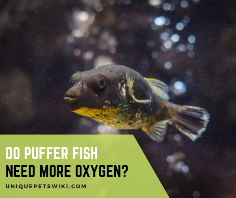 Do Puffer Fish Need More Oxygen?