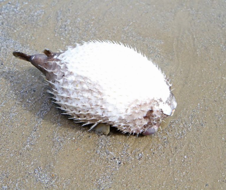 Does a Puffer Fish Die When It Puffs Up?