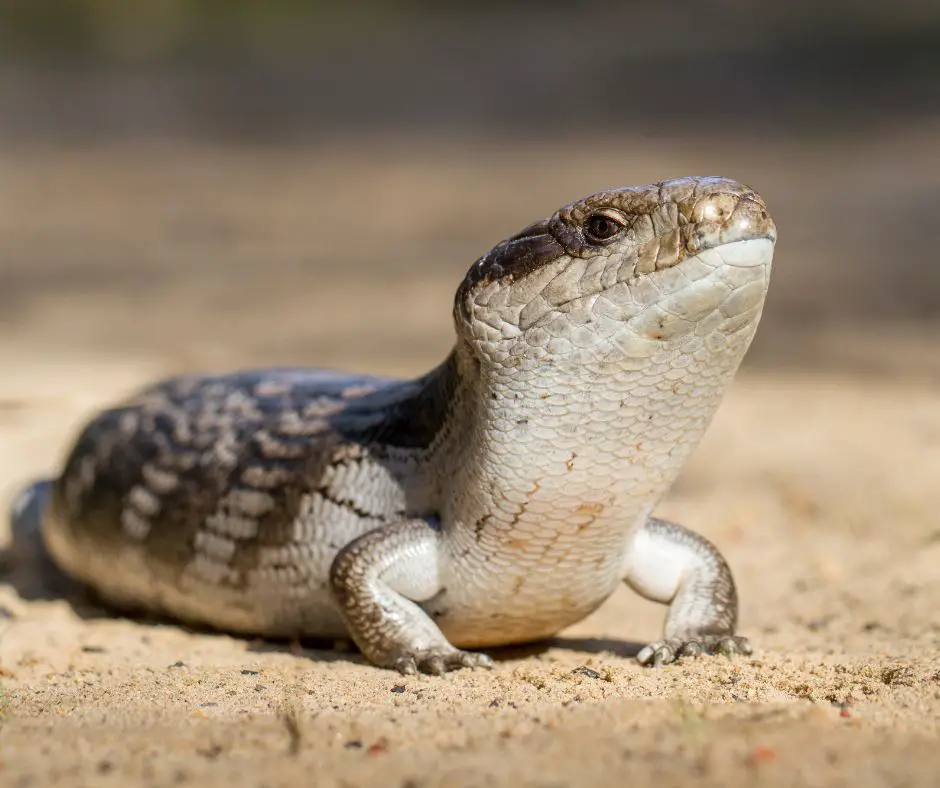 Eastern blue tongue skink is raising its head.