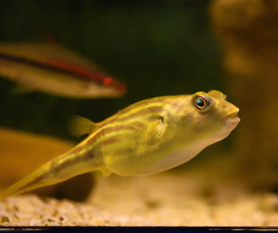 Fahaka Pufferfish