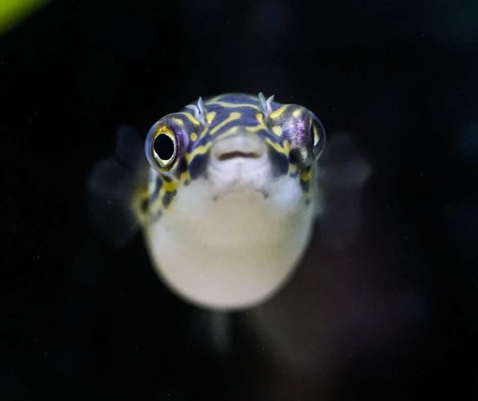 Figure Eight Pufferfish