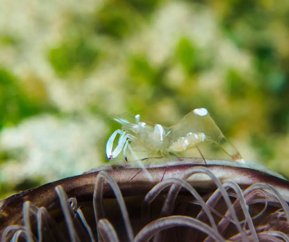 Ghost shrimp