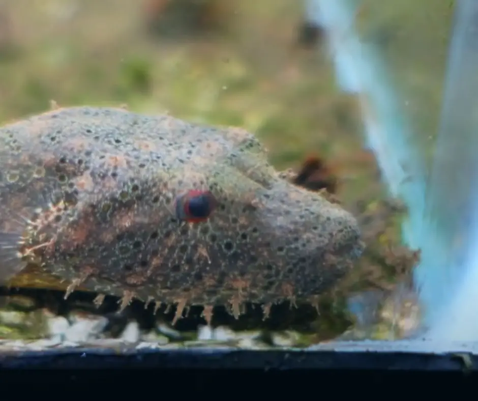 Hairy Puffer Fish