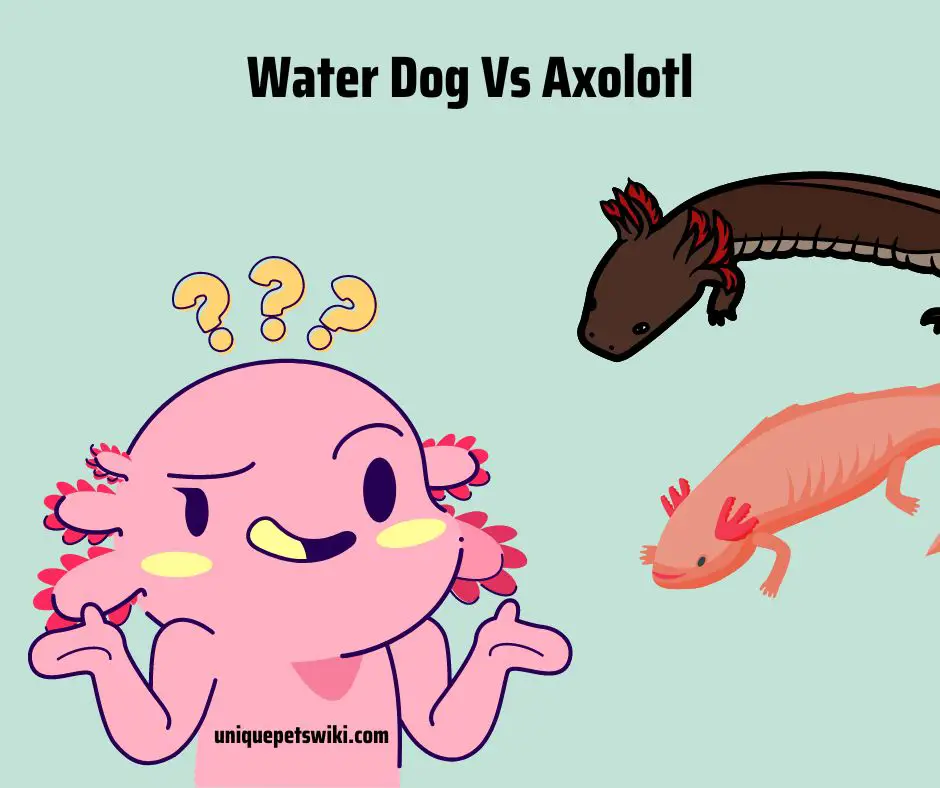 Identifying characteristics Water Dog Vs Axolotl