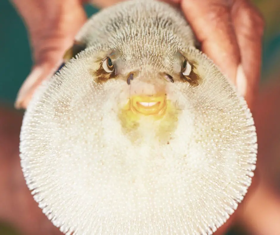 Man's hand is holding a puffer fish