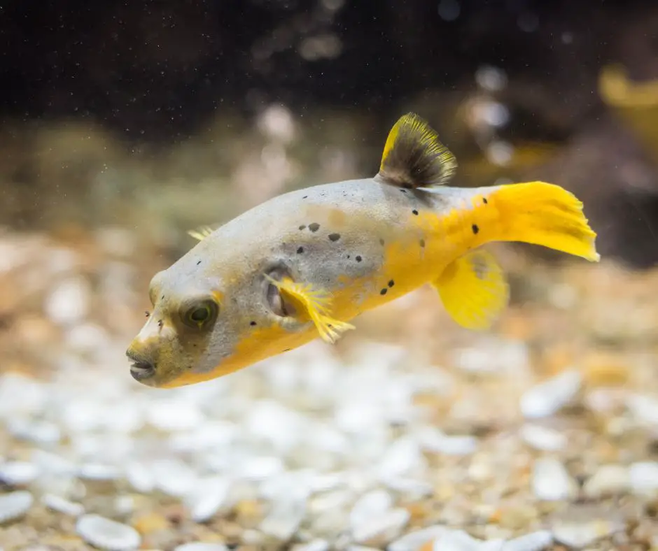 Masked pufferfish is swimming