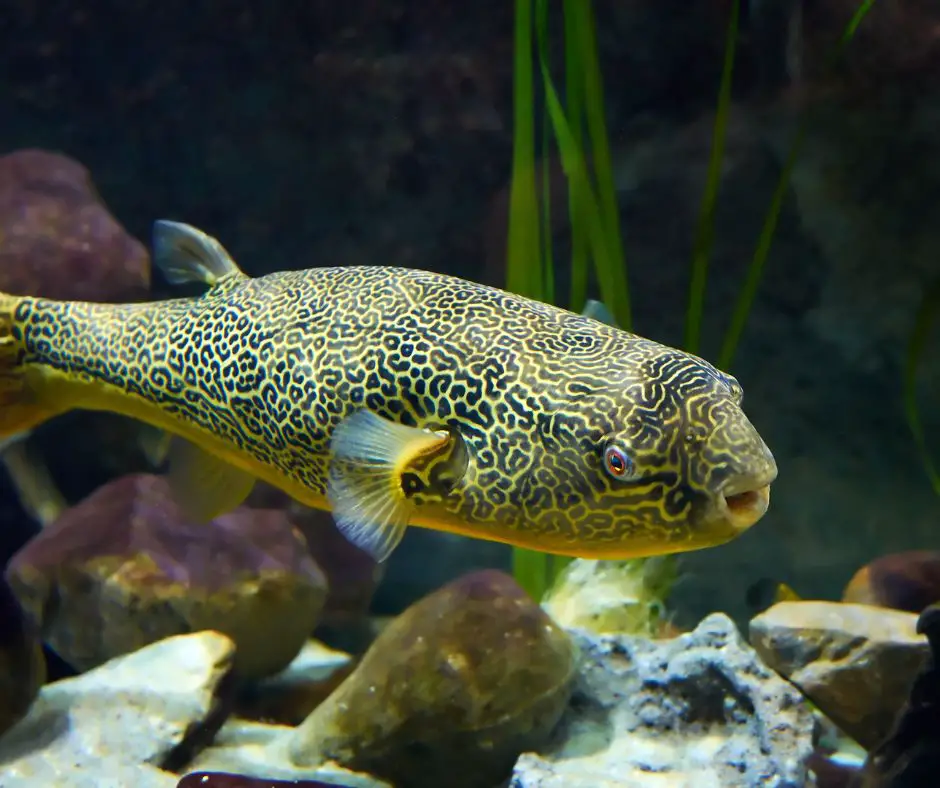 Mbu puffer fish is one of the freshwater fish species