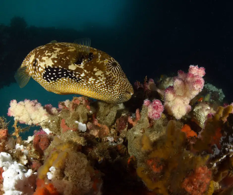 Puffer fish and coral