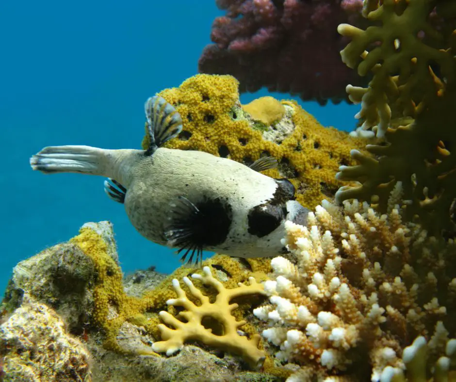 Puffer fish is eating coral